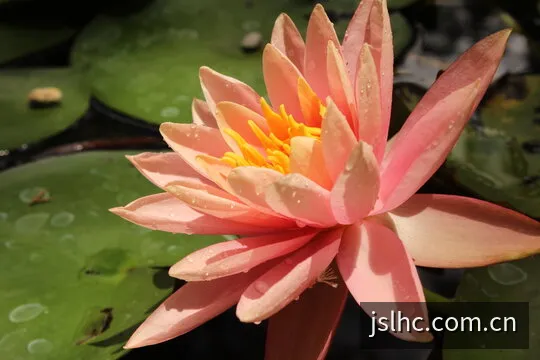 极速六合彩多维走势图表全景数据透析仪